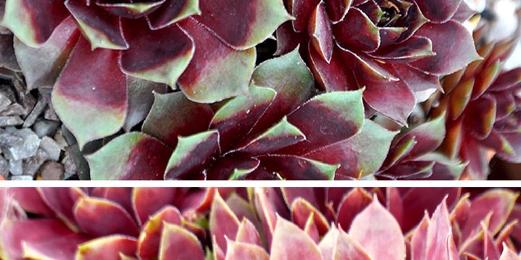 Hoo House Nursery - Sempervivum 'Jungle Fires'